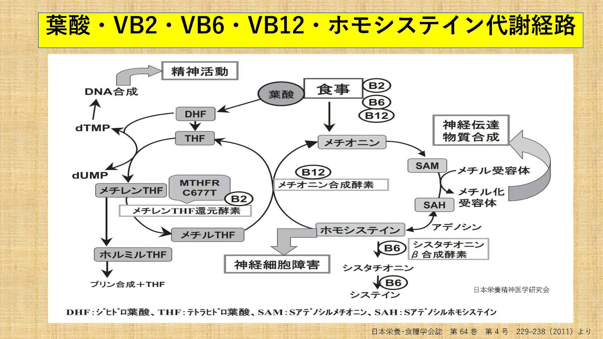 不妊治療、銀のすず、葉酸